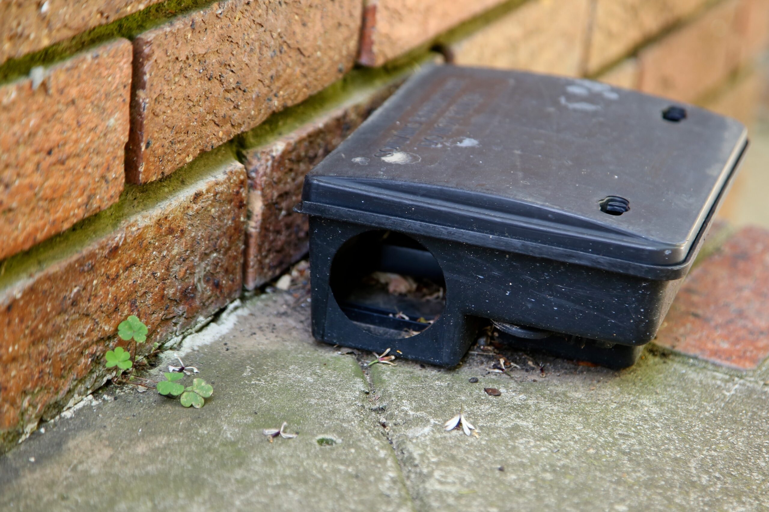 Rodent bait monitoring station placed along a wall